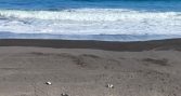 Sernapesca denuncia mortandad de 57 pingüinos en el Maule y presume interacción con faenas de pesca