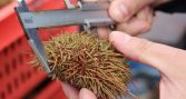 Sernapesca refuerza fiscalizaciones tras cierre de temporada de erizo en Aysén