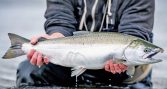 Coho más que triplica su producción en Los Lagos y refuerza perspectivas de crecimiento para 2026