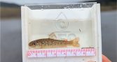 Estudio detecta altas concentraciones de mercurio en truchas de Tierra del Fuego