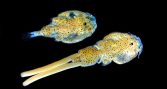 Estudio revela que hembras de Caligus son hasta 3,7 veces más tolerantes a antiparasitarios