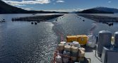FAN provoca mortalidad de 300 toneladas de salmones en centros de Multi X en Magallanes