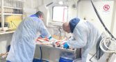 Sernapesca mantiene vigilancia por casos de ISAv en Aysén y descarta positivos en centros aledaños